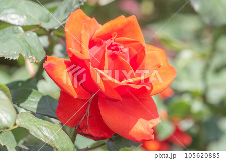 バラ【品種：朱王】 105620885