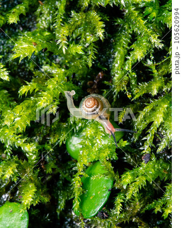 苔の上のカタツムリの赤ちゃん縦写真 105620994