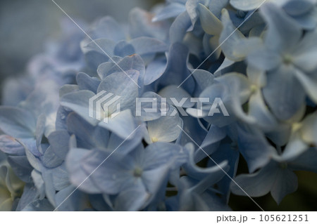 紫陽花 105621251