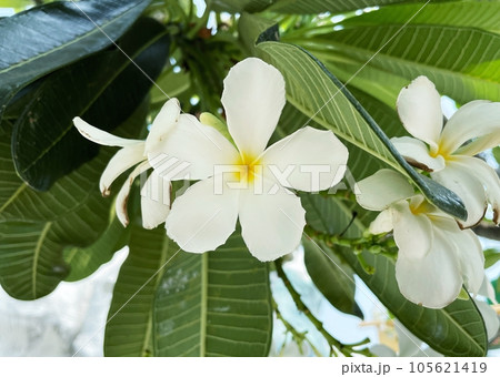 White frangipani tropical flowers 105621419
