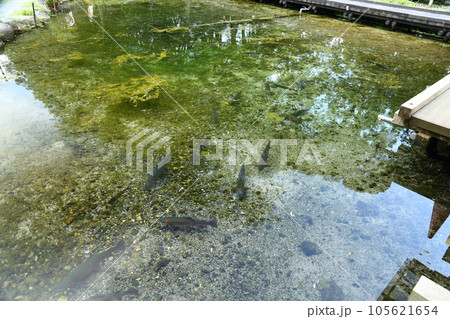 大王わさび農場/日本最大のわさび園・名水百選【長野県安曇野市穂高】 大王わさび農場/日本最大のわさび園・名水百選【長野県安曇野市穂高】 105621654