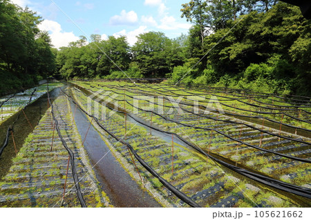 大王わさび農場/日本最大のわさび園・名水百選【長野県安曇野市穂高】 大王わさび農場/日本最大のわさび園・名水百選【長野県安曇野市穂高】 105621662