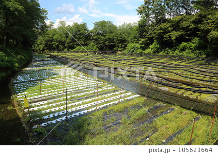 大王わさび農場/日本最大のわさび園・名水百選【長野県安曇野市穂高】 大王わさび農場/日本最大のわさび園・名水百選【長野県安曇野市穂高】 105621664
