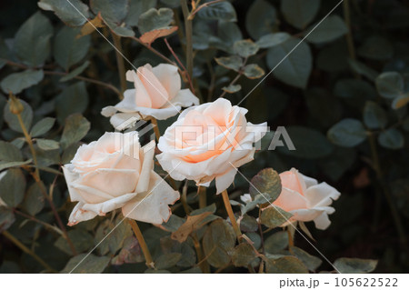 Beautiful colorful roses flower in the garden Beautiful colorful roses flower in the garden 105622522