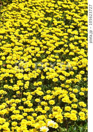 黄色い花 満開 黄色い花 満開 105623727