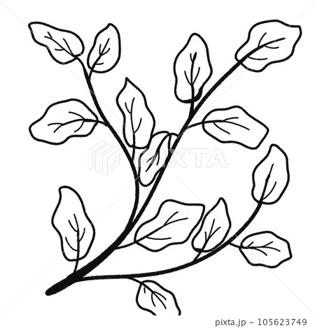 Leaf black and white stripes lined design design vegetable fruit sea child learning teaching drawing book book coloring book development picture without color Flower clump of grass Leaf black and white stripes lined design design vegetable fruit sea child learning teaching drawing book book coloring book development picture without color Flower clump of grass 105623749
