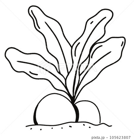 Leaf black and white stripes lined design design vegetable fruit sea child learning teaching drawing book book coloring book development picture without color Flower clump of grass Leaf black and white stripes lined design design vegetable fruit sea child learning teaching drawing book book coloring book development picture without color Flower clump of grass 105623807