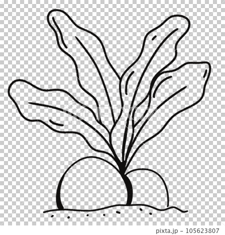 Leaf  black and white  stripes lined design  design  vegetable fruit  sea  child  learning teaching  drawing book  book coloring book  development picture without color  Flower clump of grass   105623807