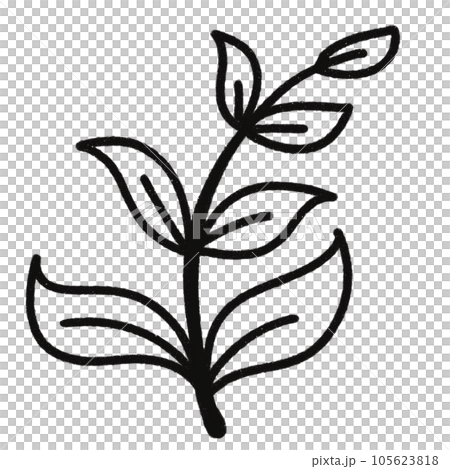 Leaf  black and white  stripes lined design  design  vegetable fruit  sea  child  learning teaching  drawing book  book coloring book  development picture without color  Flower clump of grass   105623818
