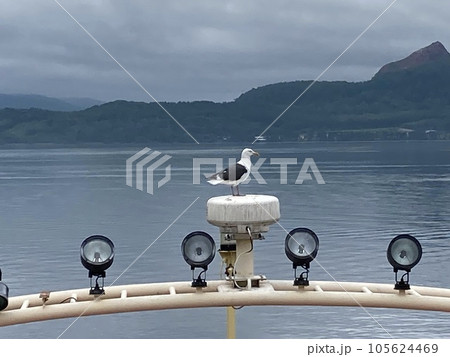 舳先に佇むカモメ 舳先に佇むカモメ 105624469