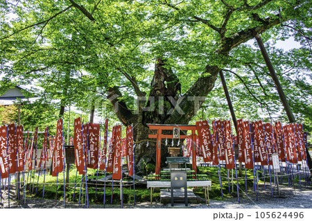 埼玉県 秩父今宮神社 龍神木(千年欅) 埼玉県 秩父今宮神社 龍神木(千年欅) 105624496