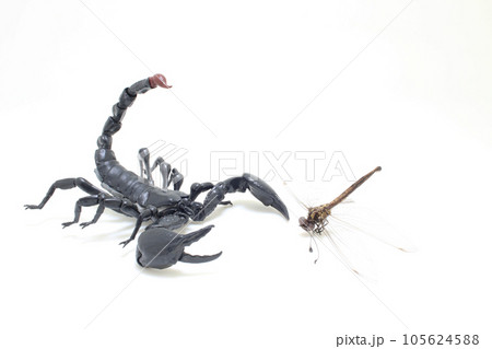 the scorpion catch the dragonfly at outdoor 105624588
