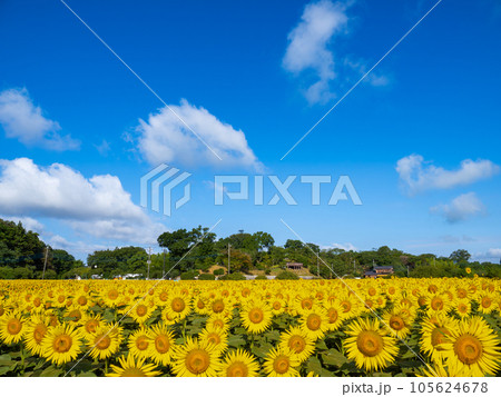 夏の青空と広大なひまわり畑【千葉県柏市　あけぼの山農業公園】 105624678