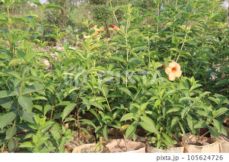 Allamanda blanchetii flower tree plant on farm Allamanda blanchetii flower tree plant on farm 105624726