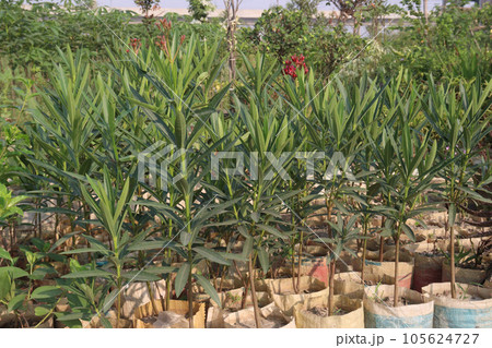 Nerium indicum flower plant on farm 105624727