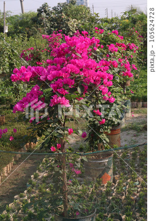 Bougainvillea spectabilis flower plant on nursery Bougainvillea spectabilis flower plant on nursery 105624728