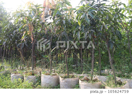mango tree plant on farm 105624759