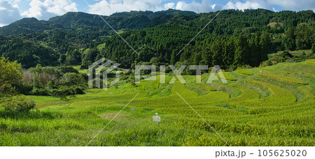 夏の大山千枚田 夏の大山千枚田 105625020
