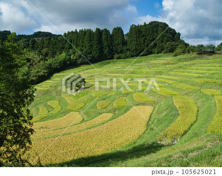 夏の大山千枚田 105625021