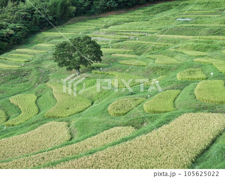 夏の大山千枚田 夏の大山千枚田 105625022