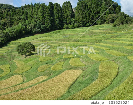 夏の大山千枚田 夏の大山千枚田 105625024
