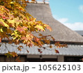 茅葺き屋根を背景にした紅葉 105625103