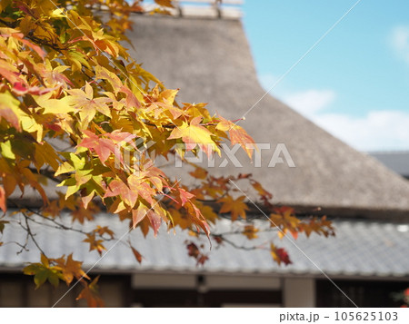 茅葺き屋根を背景にした紅葉 105625103