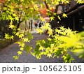 紅葉に木洩れ日が差す参道 105625105