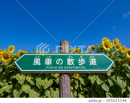 風車の散歩道から見たヒマワリ畑と青空【千葉県柏市 あけぼの山農業公園】 風車の散歩道から見たヒマワリ畑と青空【千葉県柏市 あけぼの山農業公園】 105625146