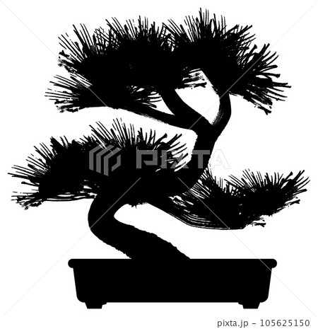cryptomeria bonsai Cryptomeria Japonica Pre-Bonsai No.1 – Bonsai Lab main image 0