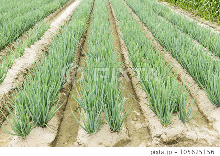 A large area of green onion growing on farmland in Yunlin, Taiwan. 105625156