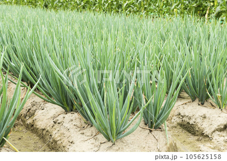 A large area of green onion growing on farmland in Yunlin, Taiwan. 105625158