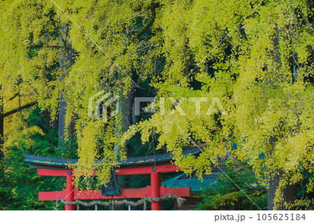 京都市北区岩戸落葉神社で晩秋の黄色に色づいたイチョウを撮影 京都市北区岩戸落葉神社で晩秋の黄色に色づいたイチョウを撮影 105625184