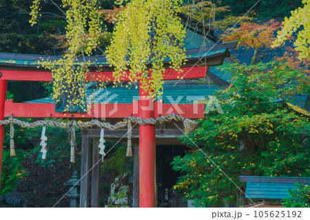 京都市北区岩戸落葉神社で晩秋の黄色に色づいたイチョウを撮影 京都市北区岩戸落葉神社で晩秋の黄色に色づいたイチョウを撮影 105625192