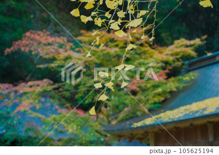 京都市北区岩戸落葉神社で晩秋の黄色に色づいたイチョウを撮影 105625194