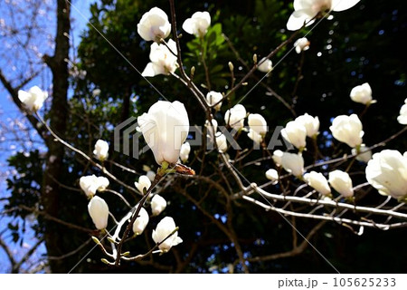 モクレン 105625233