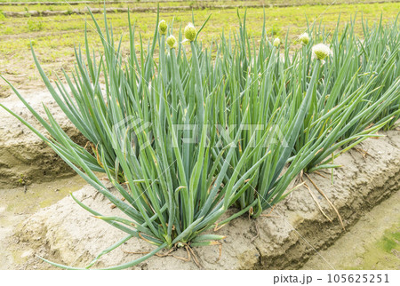 Close-up of green onion growing on farmland in Yunlin, Taiwan. Close-up of green onion growing on farmland in Yunlin, Taiwan. 105625251