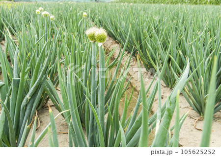 Close-up of green onion growing on farmland in Yunlin, Taiwan. 105625252