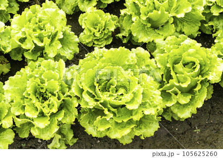 Fresh Fushan lettuce is soon to be harvested in the farmland of Taiwan. 105625260