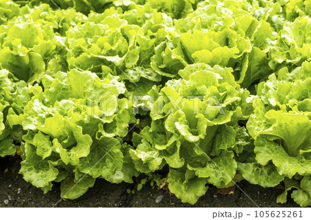 Fresh Fushan lettuce is soon to be harvested in the farmland of Taiwan. 105625261