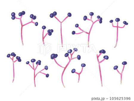 かわいい木の実のイラスト 105625396