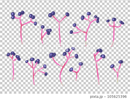 かわいい木の実のイラスト 105625396