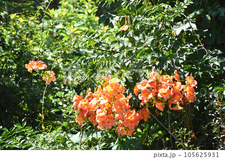 ノウゼンカズラ(凌霄花) ノウゼンカズラ(凌霄花) 105625931