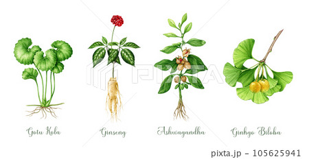 Medicinal herb set watercolor illustration. Hand drawn vintage style medical plants. Ginseng, gotu kola, ashwagandha, ginkgo biloba healthcare plants collection. Isolated on white background Medicinal herb set watercolor illustration. Hand drawn vintage style medical plants. Ginseng, gotu kola, ashwagandha, ginkgo biloba healthcare plants collection. Isolated on white background 105625941