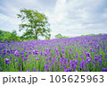 広がるラベンダーの丘 105625963