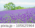 北海道の美しいラベンダー畑 105625964