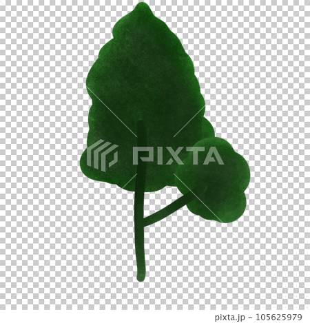 watercolor green leaf of palm tree isolated 105625979