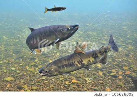 千歳川のサケ(北海道千歳市) 千歳川のサケ(北海道千歳市) 105626008