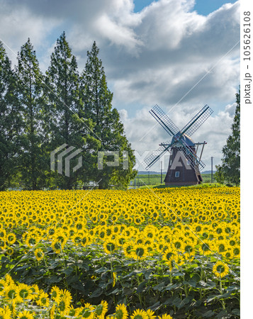 一面に広がるヒマワリ畑　風車とメタセコイアのある風景【千葉県柏市　あけぼの山農業公園】 105626108