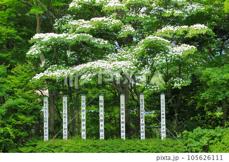 神奈川県箱根町 ハナミズキ咲く箱根湿生花園入口 神奈川県箱根町 ハナミズキ咲く箱根湿生花園入口 105626111